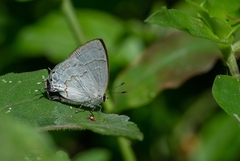 Symbiopsis lenitas