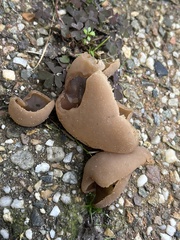 Phylloscypha phyllogena