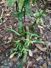 Lindsaea ensifolia