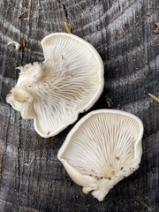 Pleurotus ostreatus