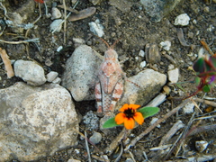 Lactista micrus