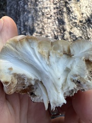 Trichoderma peltatum