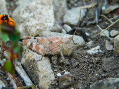 Lactista micrus