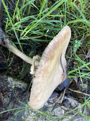 Macrolepiota mastoidea