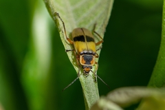 Chauliognathus flavipes