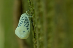 Poekilloptera phalaenoides