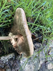 Macrolepiota mastoidea