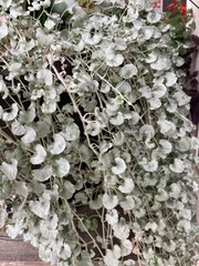 Dichondra argentea