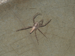 Oxyopes javanus