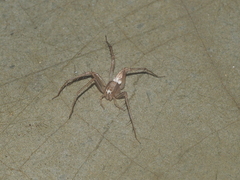Oxyopes javanus