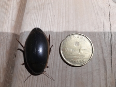 Dytiscus verticalis