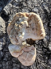 Trichoderma peltatum