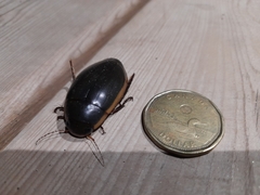 Dytiscus verticalis