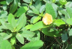 Sida cordifolia