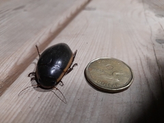 Dytiscus verticalis