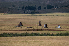 Anthropoides paradiseus