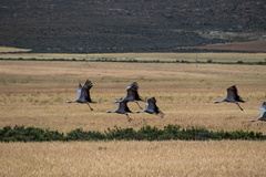 Anthropoides paradiseus