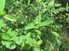 Sida cordifolia