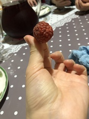 Maclura tricuspidata