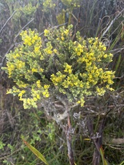 Aspalathus ericifolia