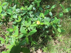 Sida cordifolia