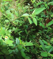 Sida cordifolia