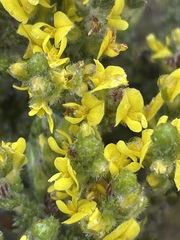 Aspalathus ericifolia