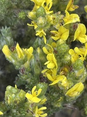 Aspalathus ericifolia