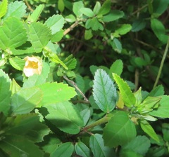 Sida cordifolia