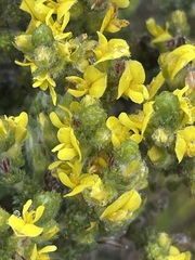 Aspalathus ericifolia