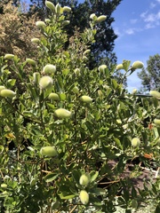 Podalyria calyptrata