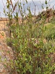 Cryptolepis oblongifolia
