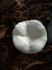 Clitocybe nebularis