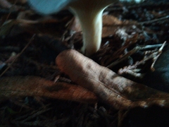 Clitocybe nebularis