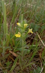 Bellardia viscosa
