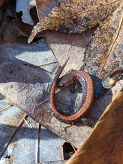Plethodon serratus