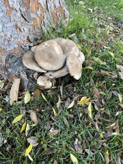 Agaricus californicus