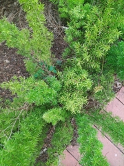 Asparagus officinalis