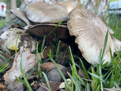 Agaricus californicus