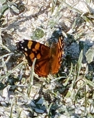 Vanessa annabella