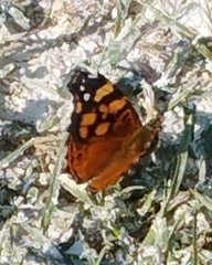 Vanessa annabella