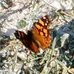 Vanessa annabella