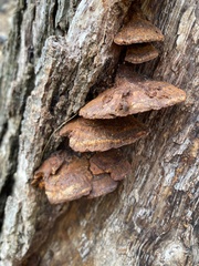 Fuscoporia gilva