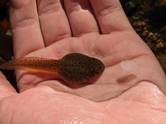 Lithobates catesbeianus
