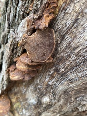 Fuscoporia gilva