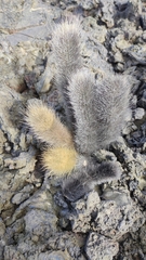 Brachycereus nesioticus