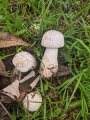 Agaricus xanthodermus