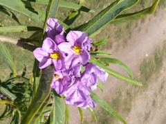 Solanum glaucophyllum
