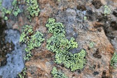 Rhizocarpon