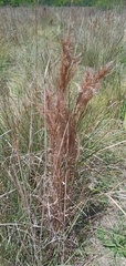 Schizachyrium